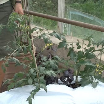 Oppbinding av tomater Oppbinding av tomater